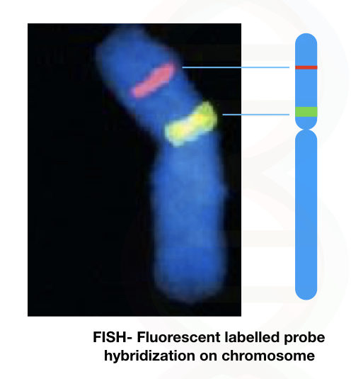 The image of fluorescent labelled probe on chromosome