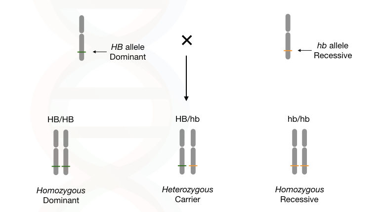 The explanation of homozygous dominant, homozygous recessive and heterozygous. 