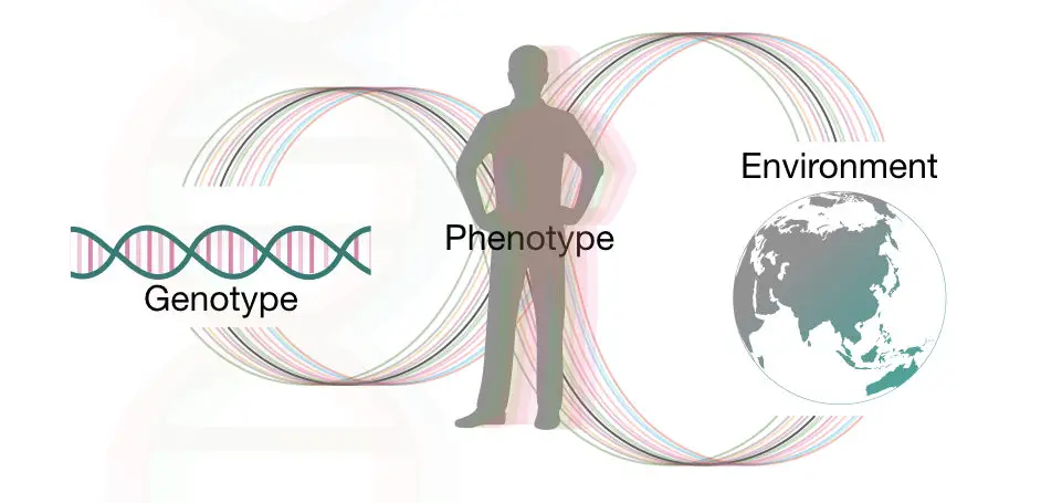 Influence Of Gene Environment Interaction On Life Genetic Education