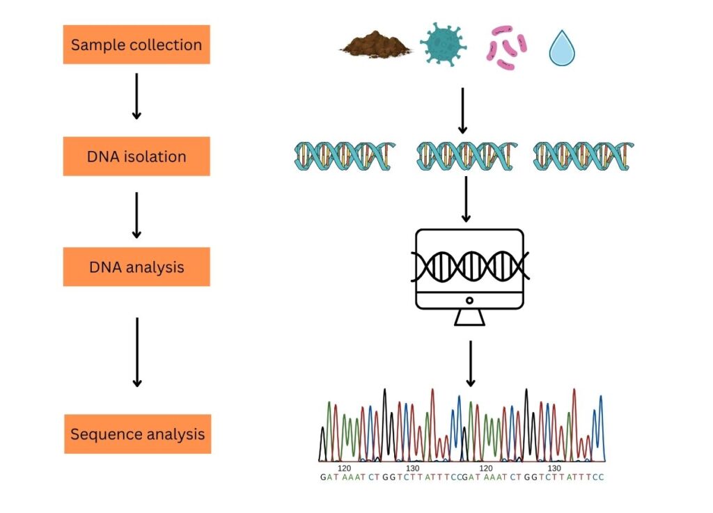 Illustration of sample processing for environmental DNA.