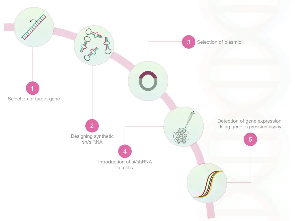 The in vitro process of RNAi