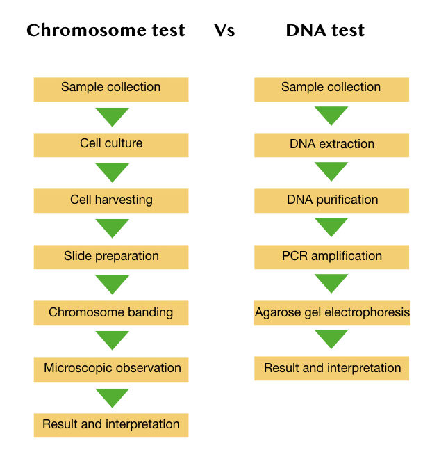 The process of chromosome test and DNA test