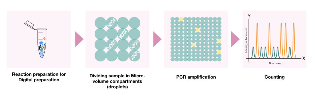 The pictorial illustration of the entire process of digital PCR.