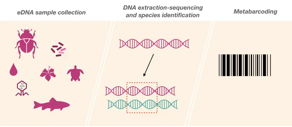 An illustration of metabarcoding using the environmental DNA. 