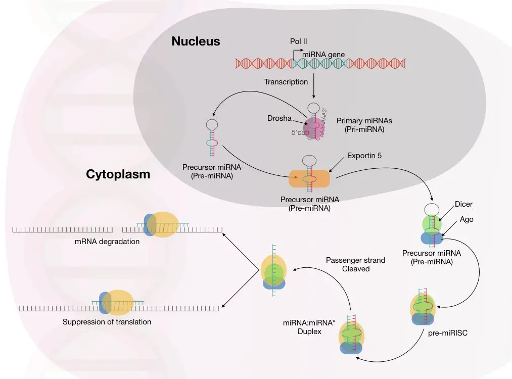 The entire mechanism of miRNA maturation, processing and mRNA degradation. 