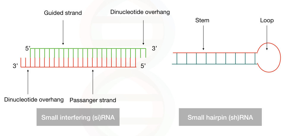 comparison between the structure of siRNA and shRNA.