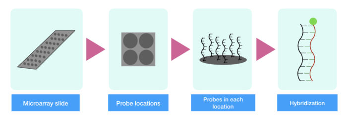 Gene Expression Microarray Principle Process Advantages Limitations