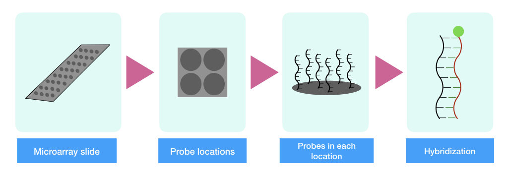 The graphical illustration of the microarray chip, probe locations and hybridization.