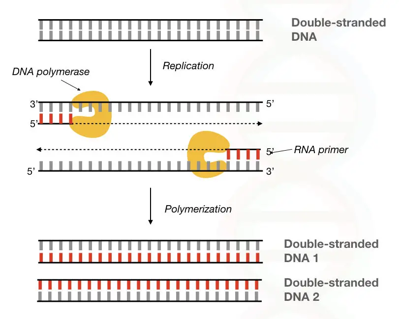 Graphical illustration of the process of DNA synthesises using the DNA polymerase and primer.