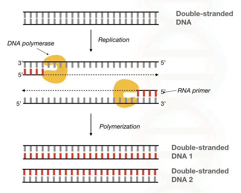 rna polymerase