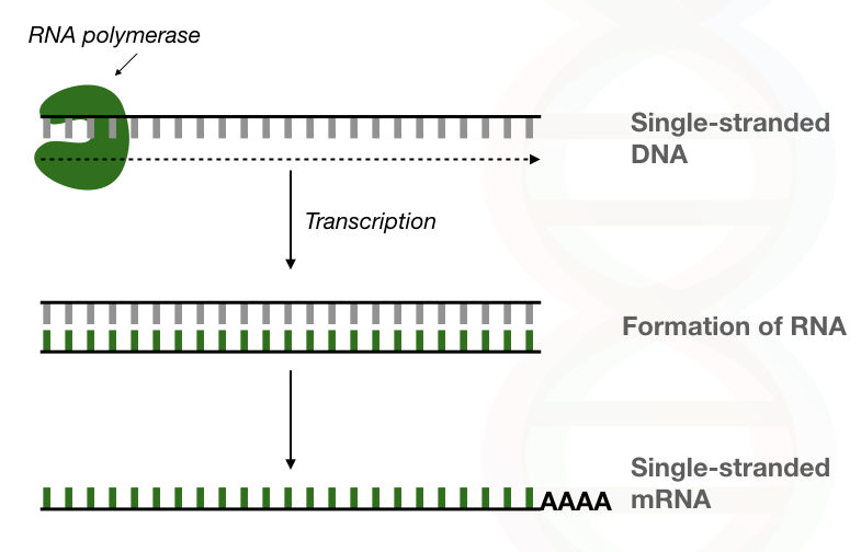 Graphical illustration of the process of RNA synthesises using the RNA polymerase without primer.