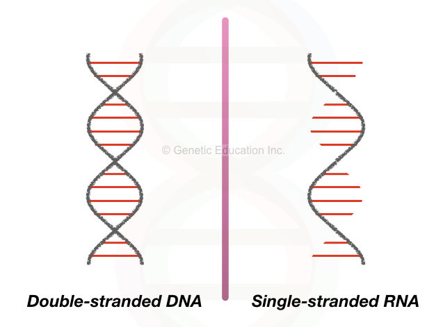Single-stranded and double-stranded forms of DNA and RNA, respectively.
