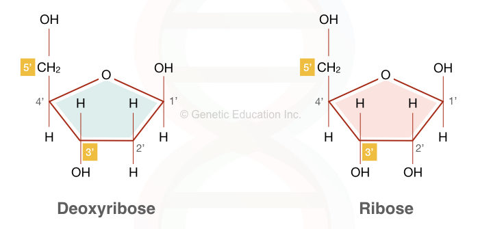 dna and rna structure