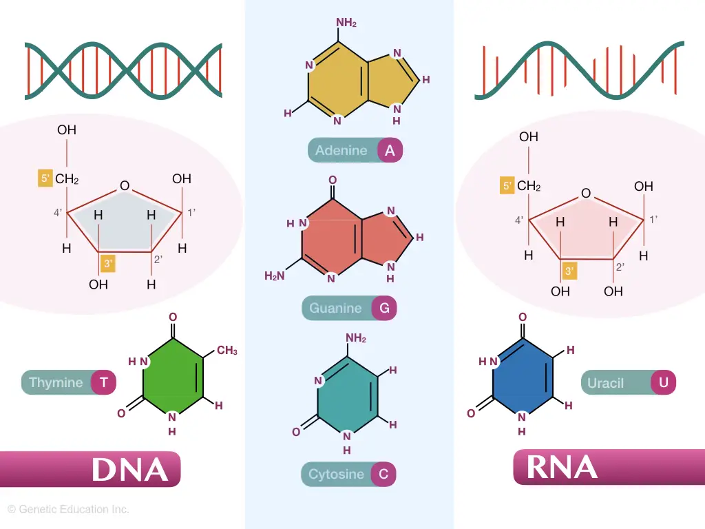 dna and rna structure