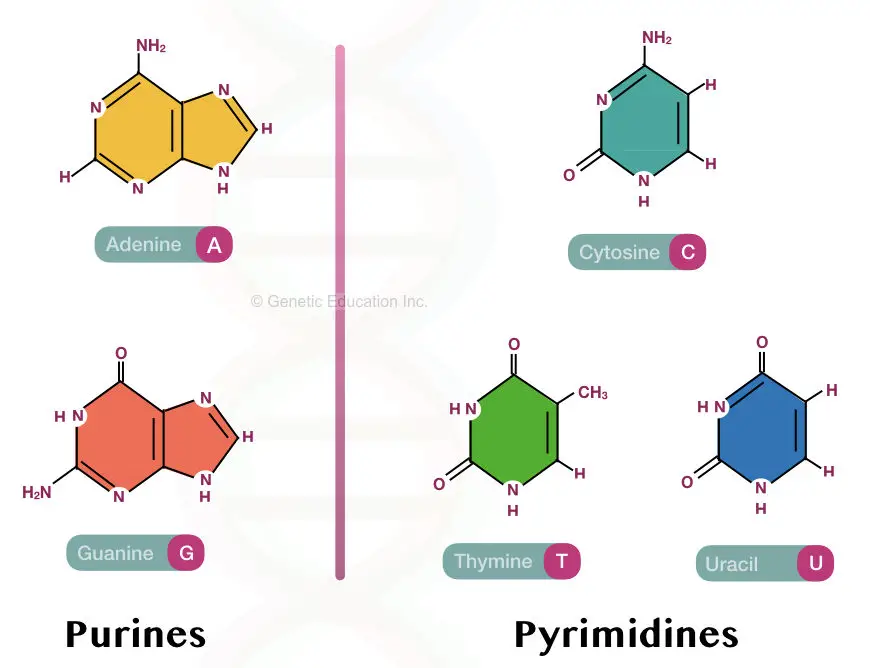 Purine and pyrimidine bases of DNA and RNA.