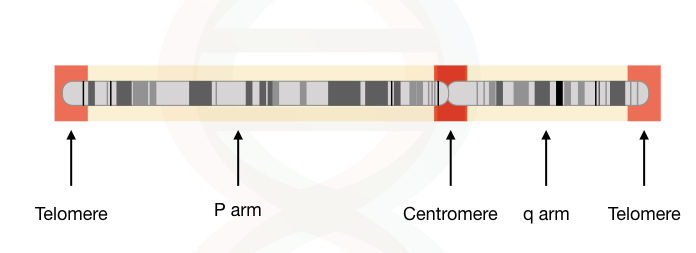 Graphical illustration of a chromosome with telomeres, centromere and arms.