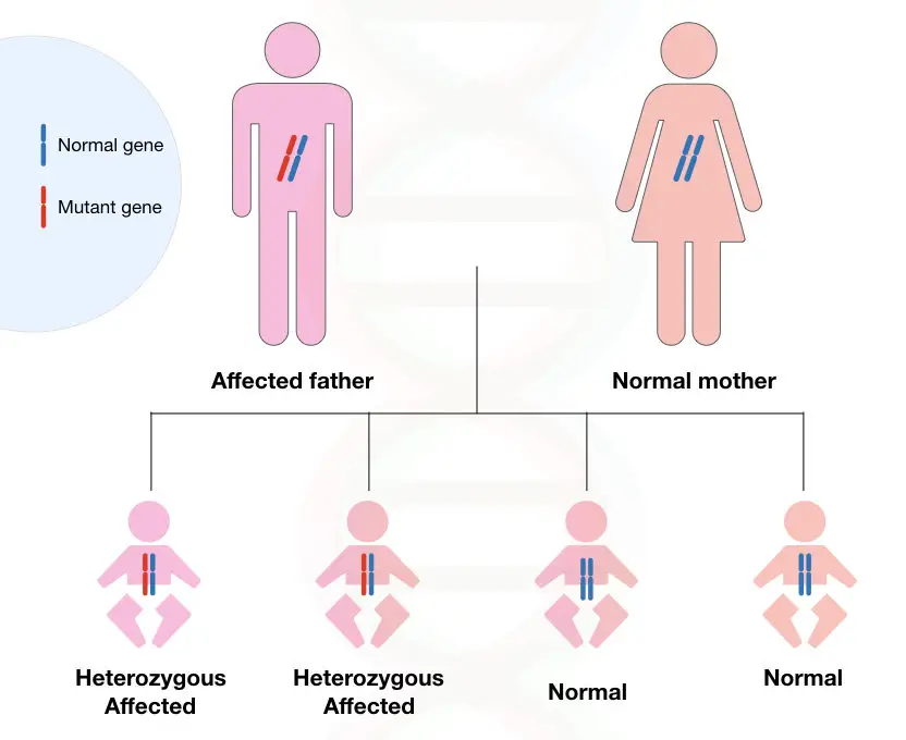 Image 1: graphical illustration of inheritance Huntington's disease. 