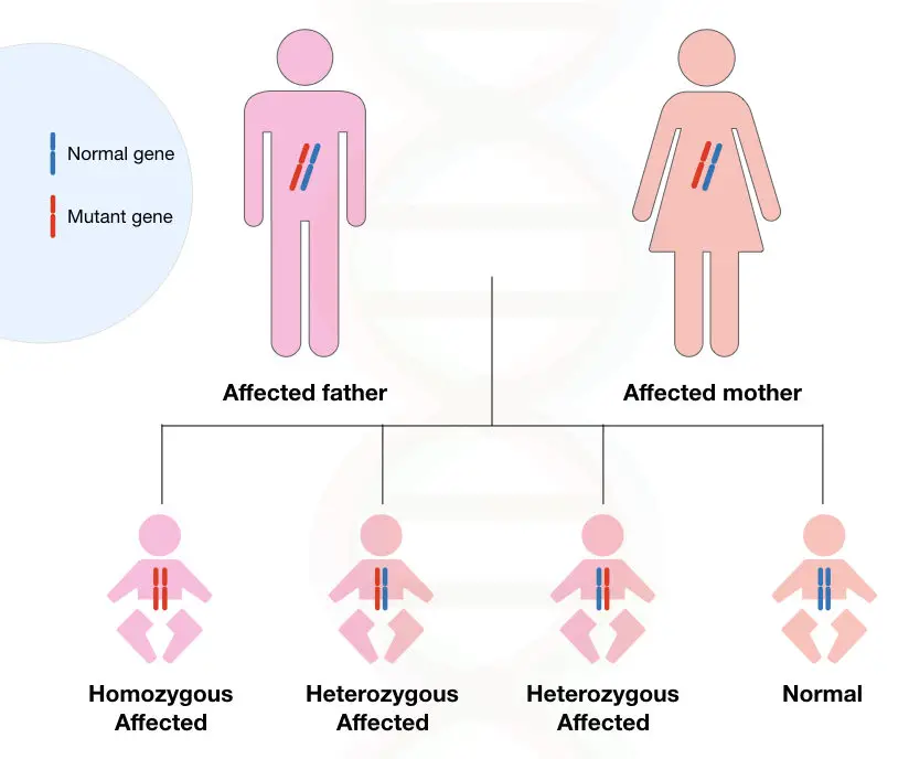 Image 2: graphical illustration of inheritance Huntington's disease. 