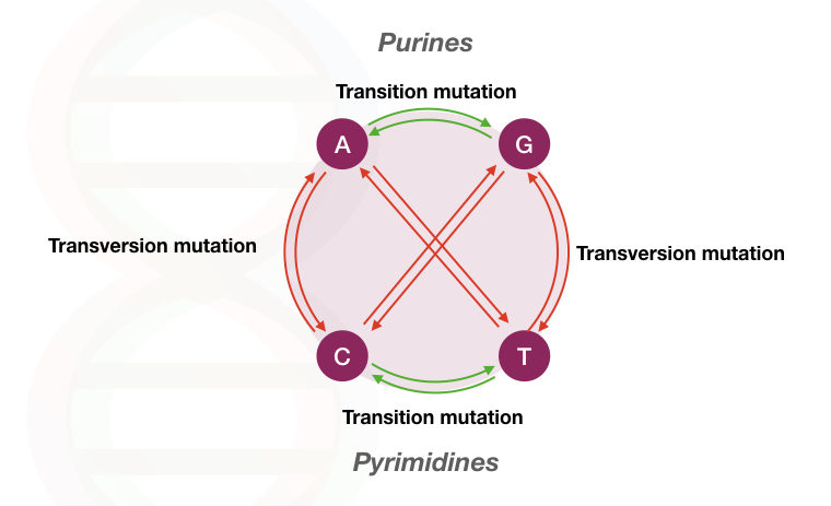 The explanation of transition vs transversion point mutation
