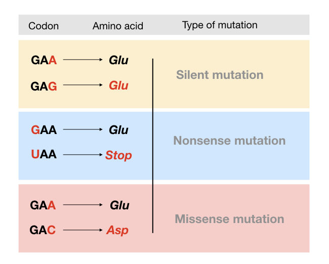 Point mutation examples: silent mutation, nonsense mutation and missense mutation