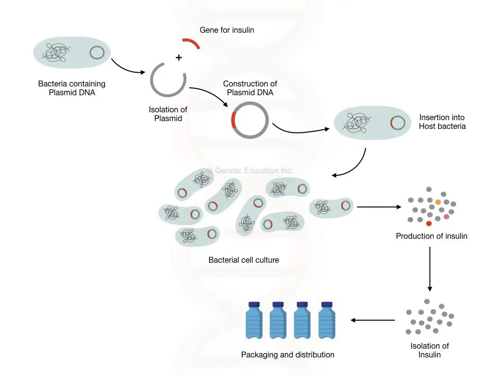 Production of therapeutic protein using the genetic engineering technique.