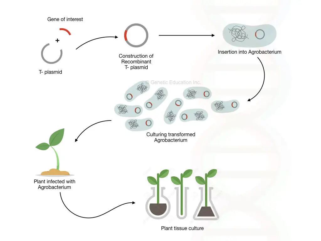 The whole process of genetic engineering.