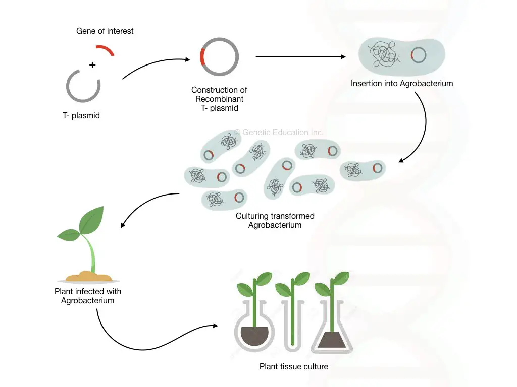 genetically modified organisms process