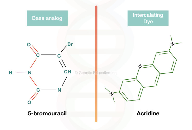 The base analog and intercalating agent, 5- bromouracil and acridine, respectively.