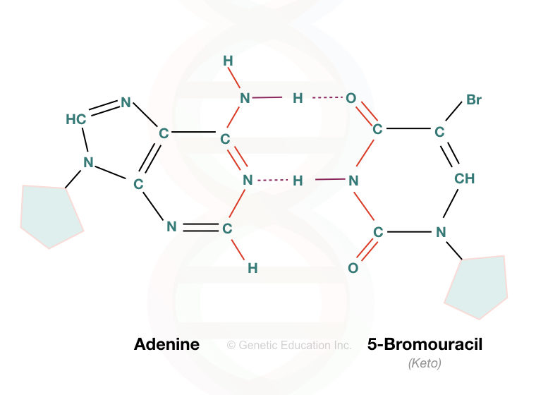 The pairing of adenine and 5-bromouracil.