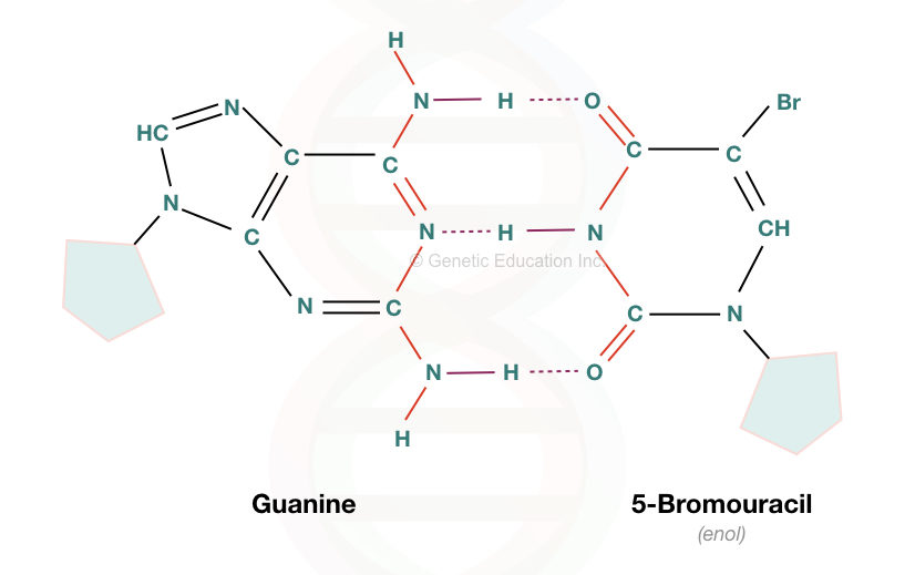 The bromouracil replaces the adenine and pairs with the guanine during replication.
