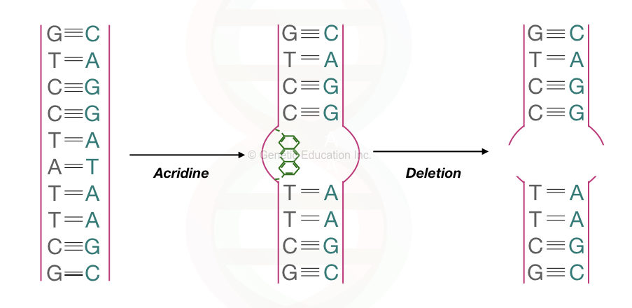 The graphical illustration of the effect of an intercalating agent on DNA.