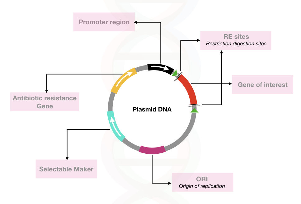 The general structure of the plasmid DNA used in the recombinant DNA technology.