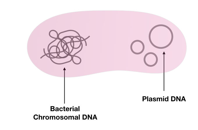 The general structure of bacteria containing plasmid DNA as well as chromosomal DNA.