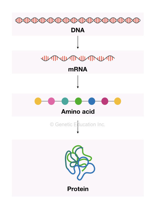 DNA to protein 