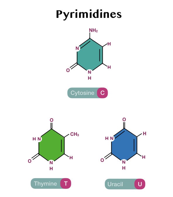 purines and pyrimidines in dna model