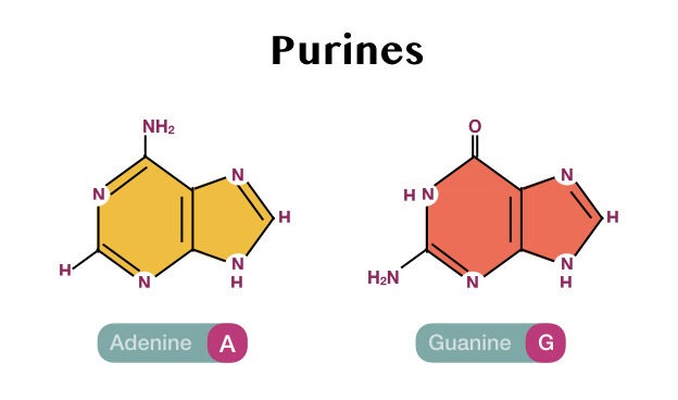 purines and pyrimidines in dna model