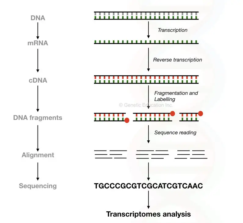 Brief overview of the entire process of RNA-seq.