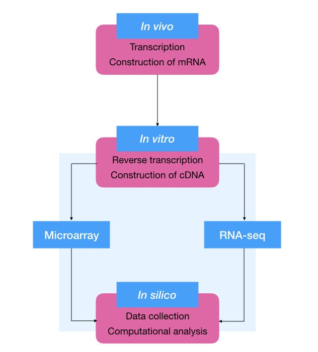 The process of transcriptomics analysis: in vivo mRNA synthesis, in vitro cDNA construction and in silico data analysis.
