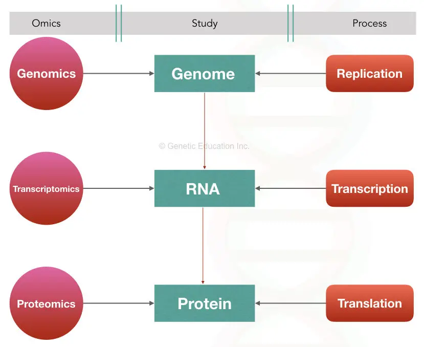The graphical representation of genomics, transcriptomics and proteomics. 