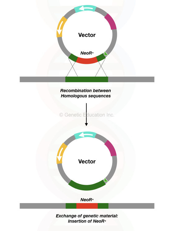 The process of homologous recombination between the target sequence and gene of our interest.