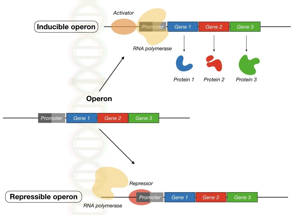 Regulation of gene expression in prokaryotes via inducible and repressible operon.