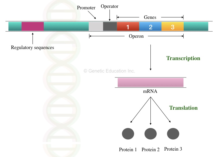 The graphical illustration of operon