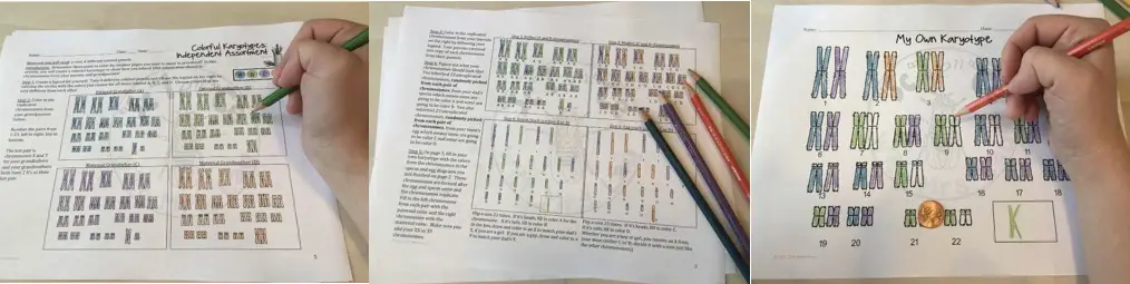 Classroom activities of karyotyping.