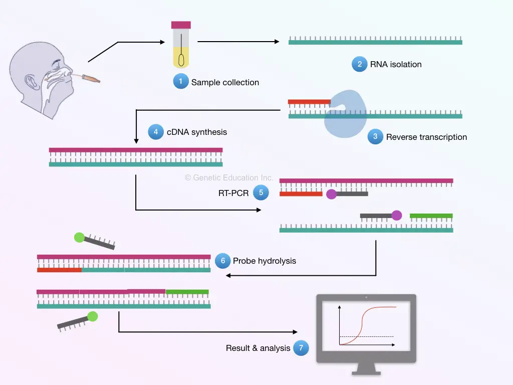The entire process of the RT-PCR of coronavirus sample. 