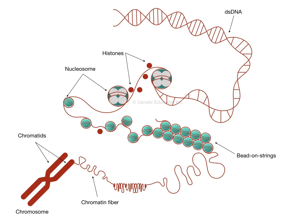 chromatin structure