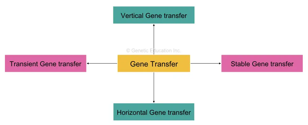 Four different types of gene transfer techniques