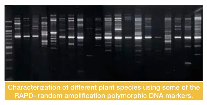 The DNA amplification results of various RAPD markers used for constructing an RAPD map tree of various plant species.