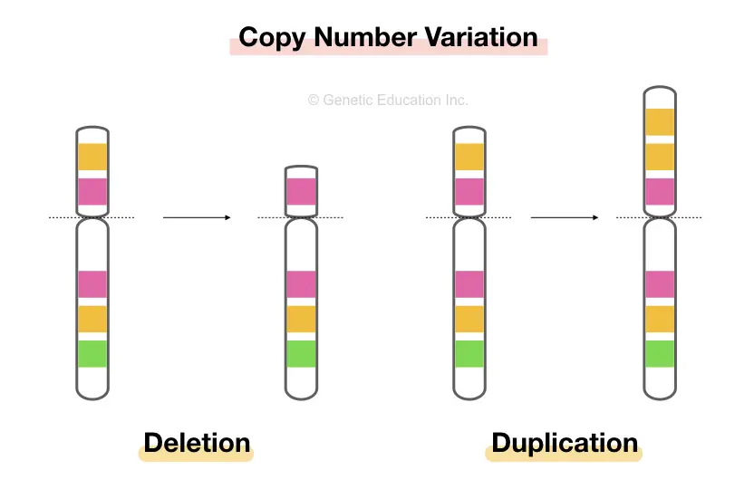 What is Copy Number Variation and How to Detect it? 