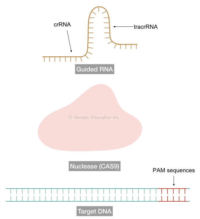 The structure of sgRNA, CAS9 and the target DNA sequence.