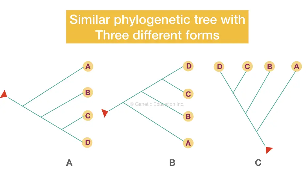 Different topological forms of a single phylogenetic tree. 